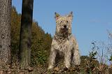 BOUVIER DES ARDENNES 267